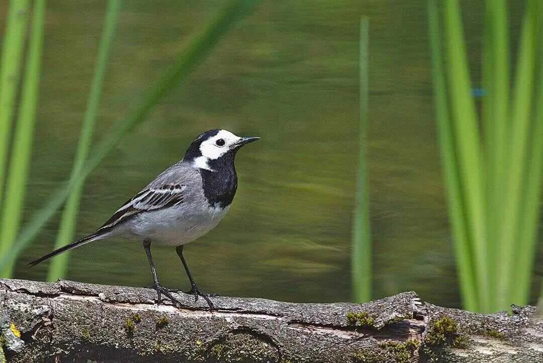 White Wagtail